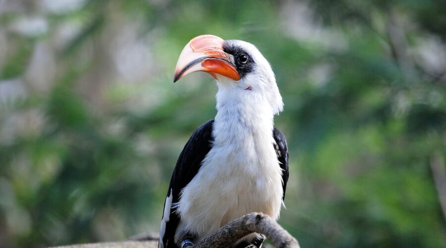 Kakamega Forest National Reserve: The Jurassic Park of Kenyan Jungles