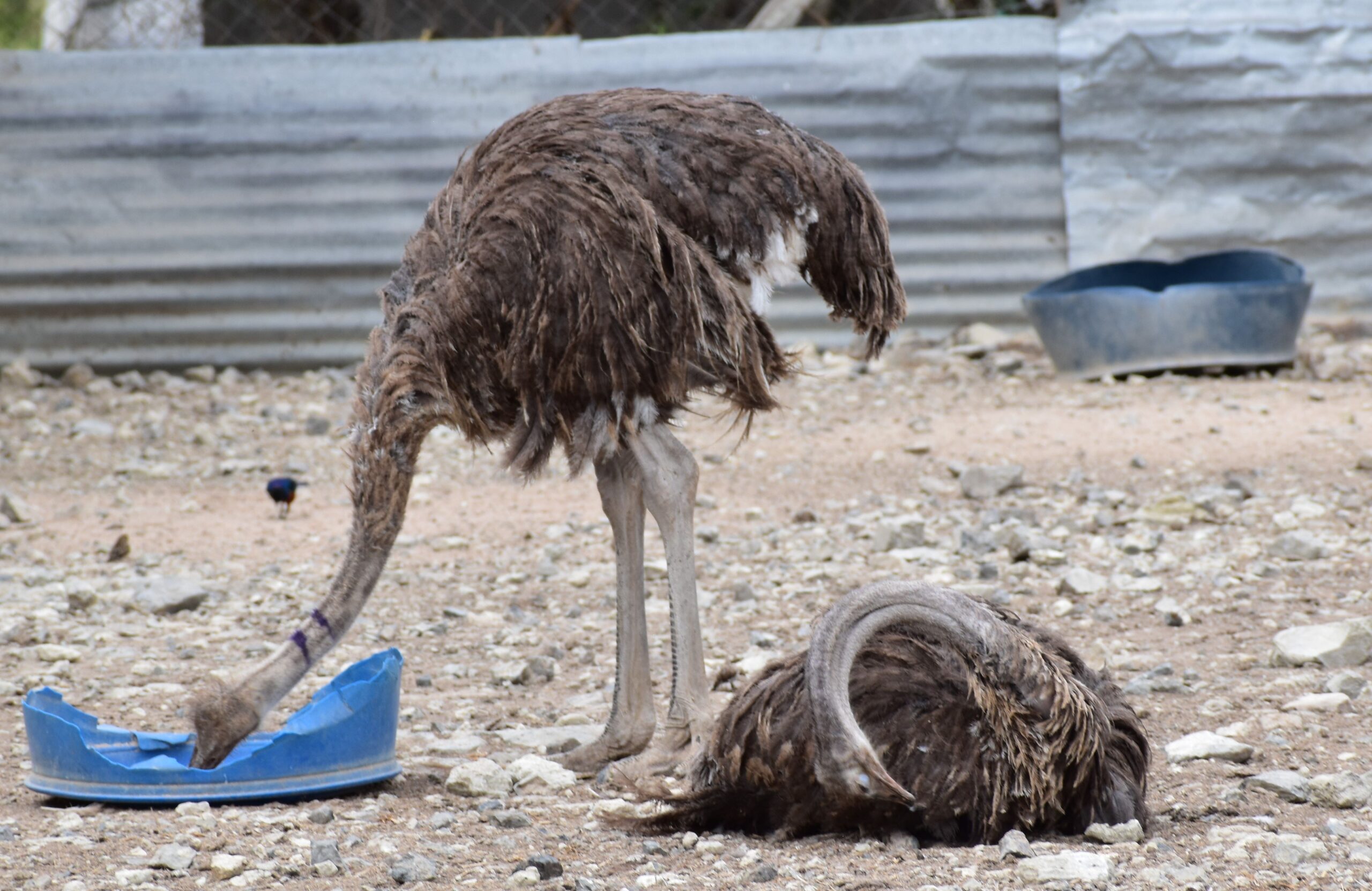 Ostriches at the Maasai Ostrich Farm in Kitengela