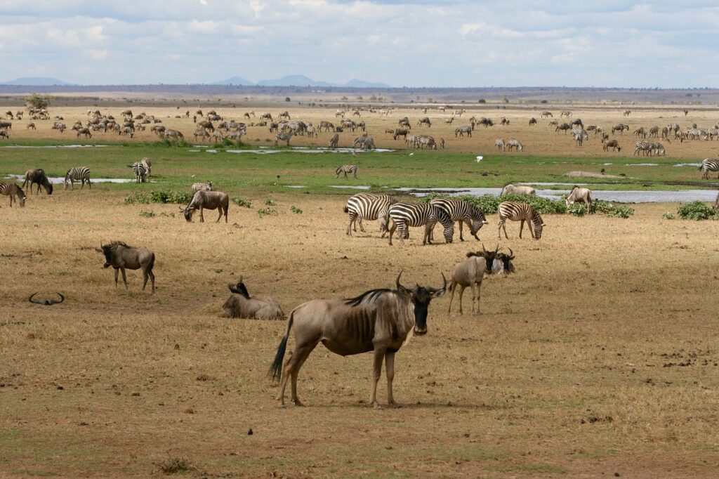 Fun Things to Do in Kenya